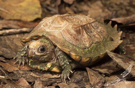 八角龜|高背八角龜(平背龜) Keeled Box turtle